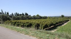 Vignes