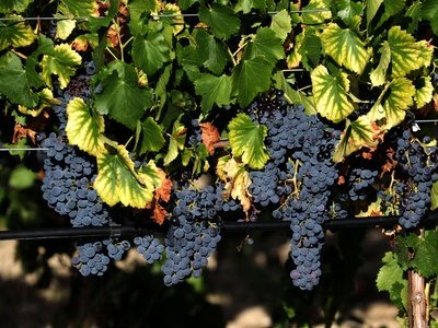 Cave du Mas de Longchamp