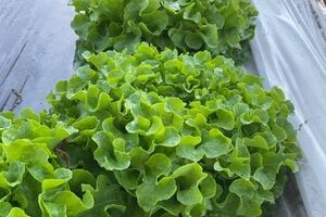 Le Potager Nature