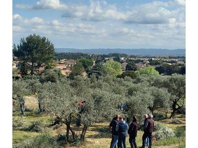 Concours "Francis Falabrègue" de taille des oliviers