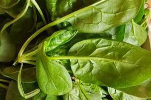 Terre ici bio