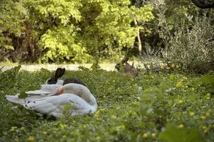 Ateliers Les Animaux et Marino
