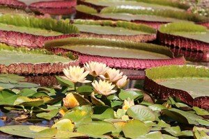 Découvrez le jardin Bambous en Provence