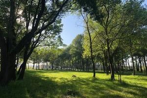 Domaine des Eucalyptus