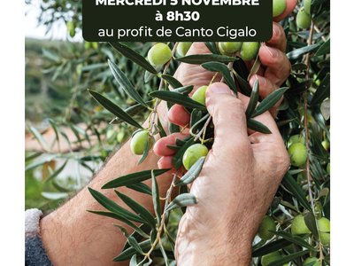 Ramassage des olives