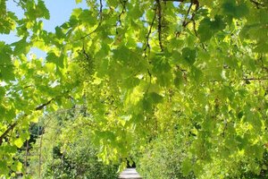 Jardin des simples