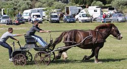 Journée du cheval de trait à Châteaurenard