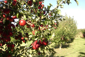La Gourmandine