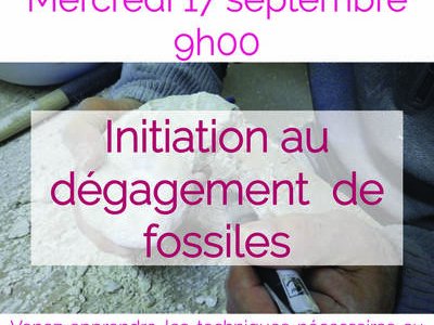 Atelier d'initiation au dégagement de fossiles