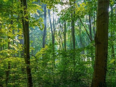 Exposition "Des Hommes et des arbres"