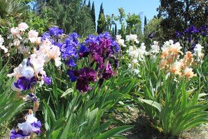 Bambous en Provence