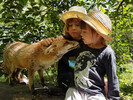 Rencontre avec un renard aux Animaux et Marino à Saint-Andiol