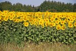 Champ de tournesol à Saint-Andiol