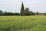 Champ de blé