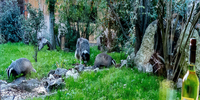 Blaireaux aux Animaux et Marino à Saint-Andiol