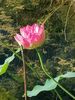Bambous en Provence à Eyragues